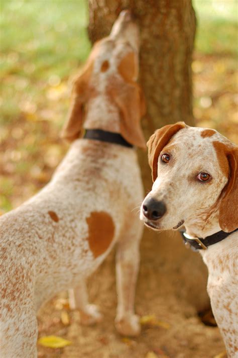 virginia coon hunting dogs